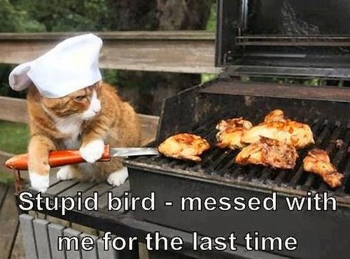 cat-humor-funny-stupid-bird-bbq-barbecue.jpg