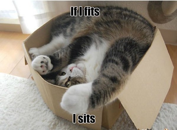 cat-humor-if-i-fits-i-sits-6.jpg